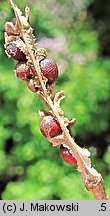 Brassica nigra (kapusta czarna)