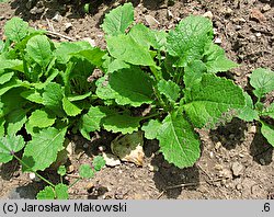 Brassica rapa ssp. rapa (kapusta właściwa typowa)