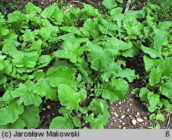 Brassica rapa ssp. rapa (kapusta właściwa typowa)