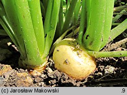 Brassica rapa ssp. rapa (kapusta właściwa typowa)