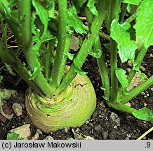 Brassica rapa ssp. rapa (kapusta właściwa typowa)