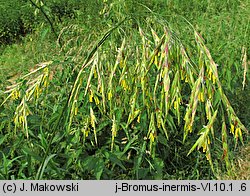 Bromus inermis (stokłosa bezostna)