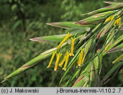 Bromus inermis (stokłosa bezostna)