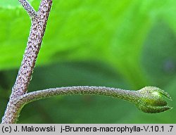 Brunnera macrophylla (brunnera wielkolistna)