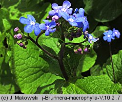 Brunnera macrophylla (brunnera wielkolistna)