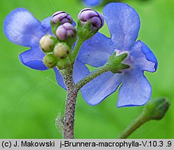 Brunnera macrophylla (brunnera wielkolistna)