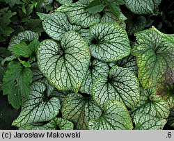 Brunnera macrophylla Jack Frost