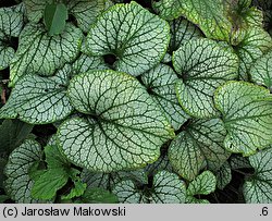 Brunnera macrophylla Jack Frost