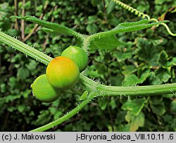 Bryonia dioica (przestęp dwupienny)