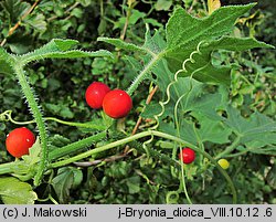 Bryonia dioica (przestęp dwupienny)