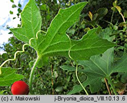 Bryonia dioica (przestęp dwupienny)