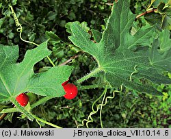 Bryonia dioica (przestęp dwupienny)