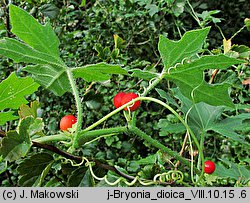 Bryonia dioica (przestęp dwupienny)