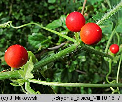 Bryonia dioica (przestęp dwupienny)