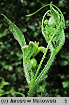 Bryonia dioica (przestęp dwupienny)