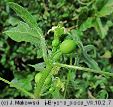 Bryonia dioica (przestęp dwupienny)