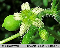 Bryonia dioica (przestęp dwupienny)