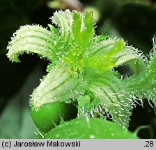 Bryonia dioica (przestęp dwupienny)