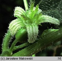 Bryonia dioica (przestęp dwupienny)