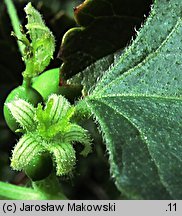 Bryonia dioica (przestęp dwupienny)