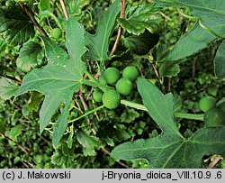 Bryonia dioica (przestęp dwupienny)