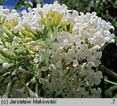 Buddleja davidii (buddleja Davida)