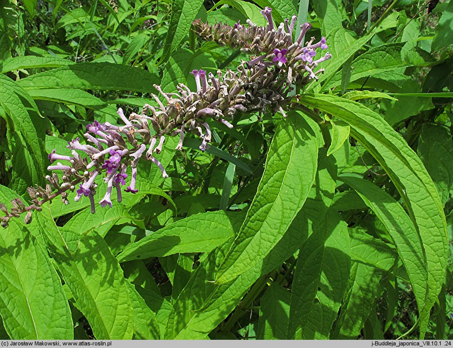 Buddleja japonica (buddleja japońska)