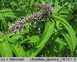 Buddleja japonica (buddleja japońska)