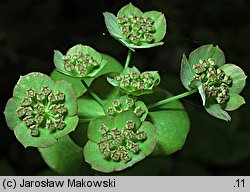 Bupleurum longifolium (przewiercień długolistny)