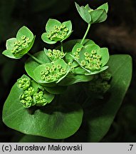 Bupleurum longifolium (przewiercień długolistny)