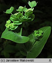 Bupleurum longifolium (przewiercień długolistny)