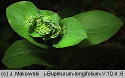 Bupleurum longifolium (przewiercień długolistny)