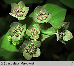 Bupleurum longifolium (przewiercień długolistny)