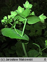 Bupleurum longifolium (przewiercień długolistny)