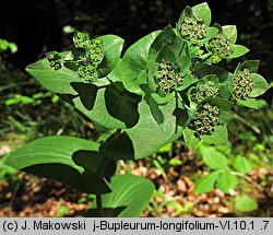 Bupleurum longifolium (przewiercień długolistny)