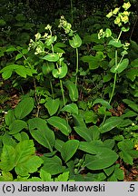 Bupleurum longifolium (przewiercień długolistny)