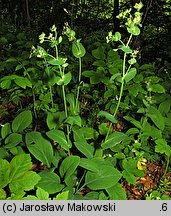 Bupleurum longifolium (przewiercień długolistny)