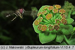 Bupleurum longifolium (przewiercień długolistny)