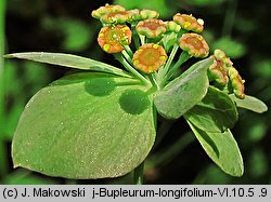 Bupleurum longifolium (przewiercień długolistny)