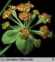 Bupleurum longifolium (przewiercień długolistny)