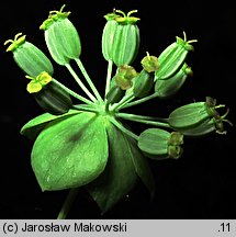 Bupleurum longifolium (przewiercień długolistny)