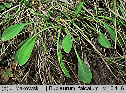 Bupleurum falcatum (przewiercień sierpowaty)