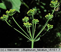 Bupleurum falcatum (przewiercień sierpowaty)