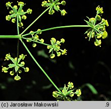 Bupleurum falcatum (przewiercień sierpowaty)