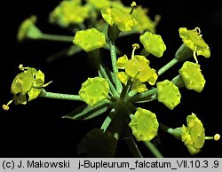 Bupleurum falcatum (przewiercień sierpowaty)