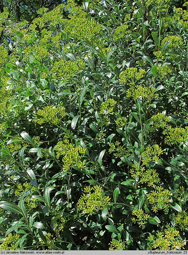 Bupleurum fruticosum