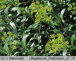 Bupleurum fruticosum