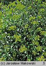 Bupleurum fruticosum