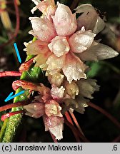 Cuscuta epithymum ssp. epithymum (kanianka macierzankowa)