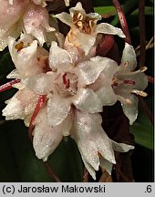 Cuscuta epithymum ssp. epithymum (kanianka macierzankowa)